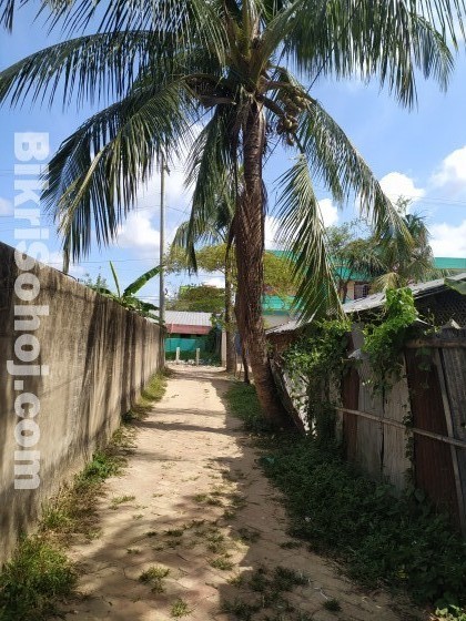 ১টি নারিকেল গাছ বিক্রি করা হবে